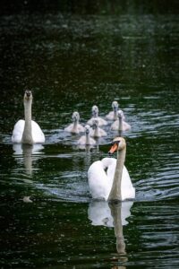 swans, lake, chicks, nature, feather, family, juvenile, beautiful, calm, beak, waterfowl, swimming, peace, reflection, water surface, pond, parental care, feeding, wildlife, beauty, summer
